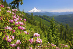 Mt. Hood National Forest
