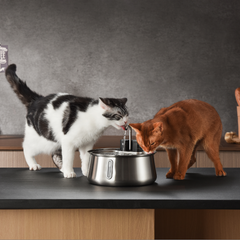 The KittySpout™ - Wireless Fountain 2.0 2-month Kit