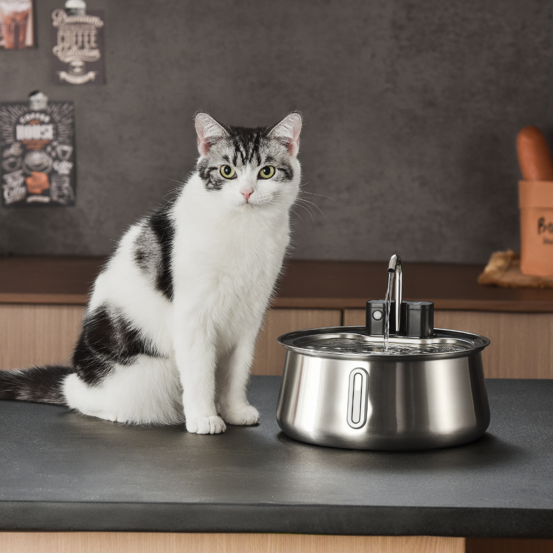 The KittySpout™ - Wireless Fountain 2.0 2-month Kit
